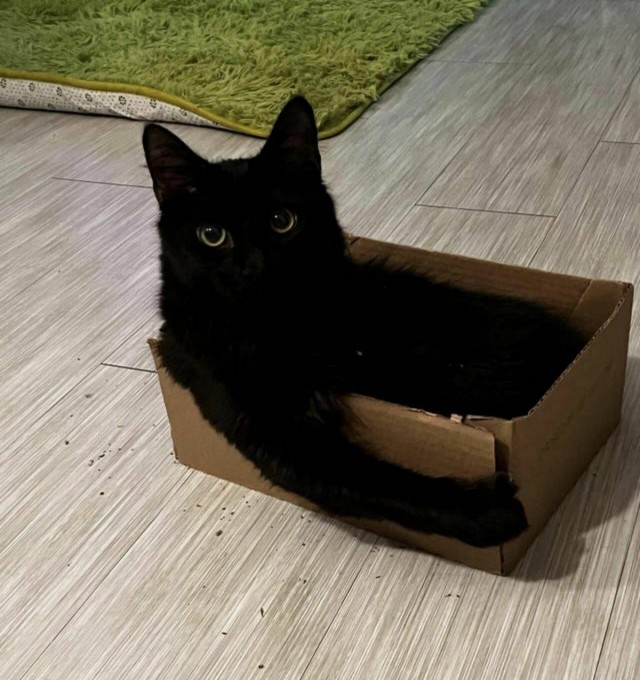 А вот и котовторник 24.05.2022