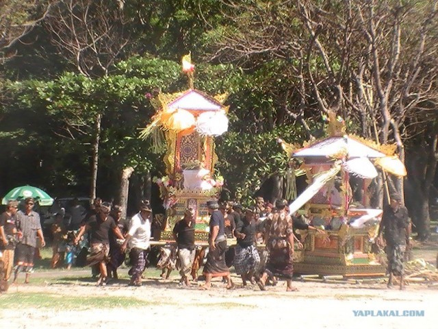 Они живут только 40 лет