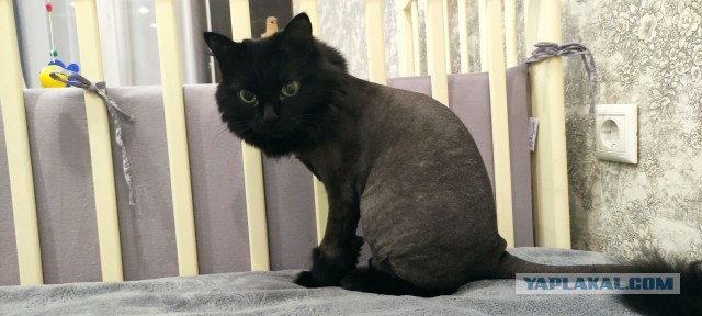 Котовторник прошел, а я не успел