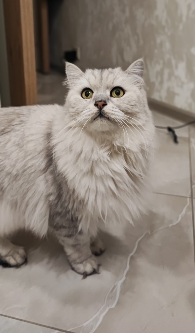 Вторник, ваши коты и кошки в студию