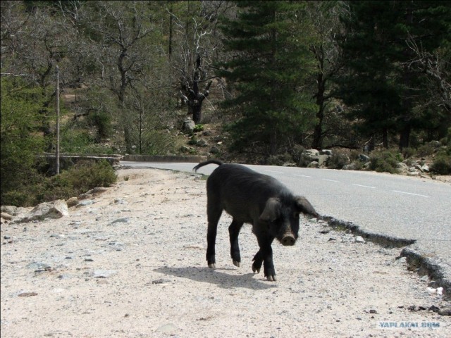 Франция. Корсика.