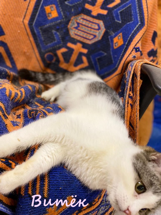 Жизнь домашнего приюта "Котоленд" 366
