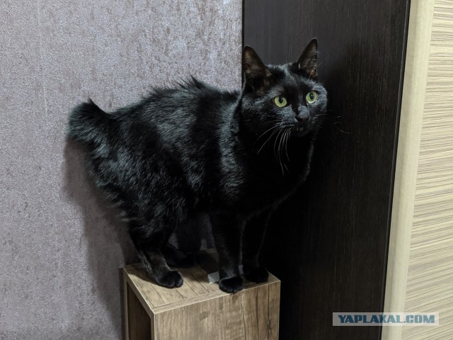 Котовторник 17.01.23