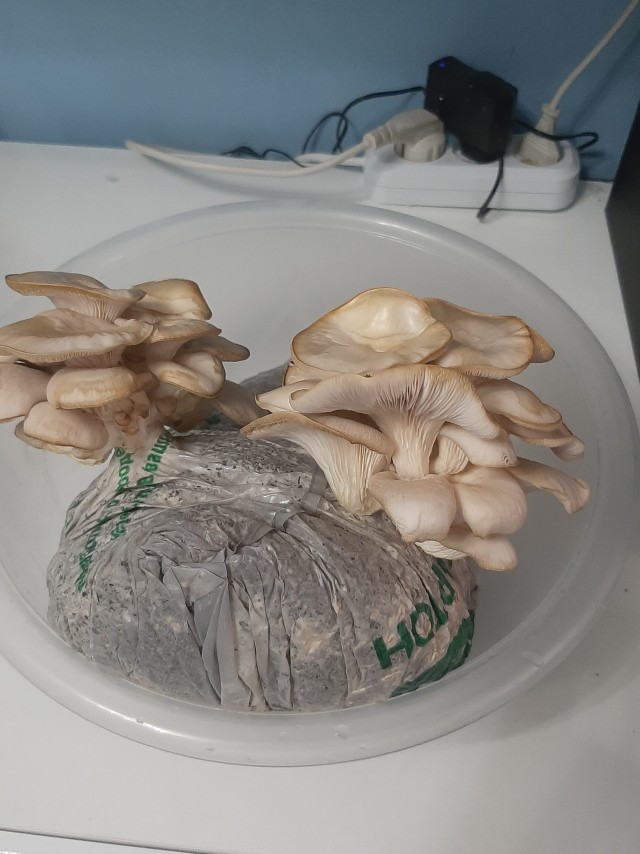 Вешенки