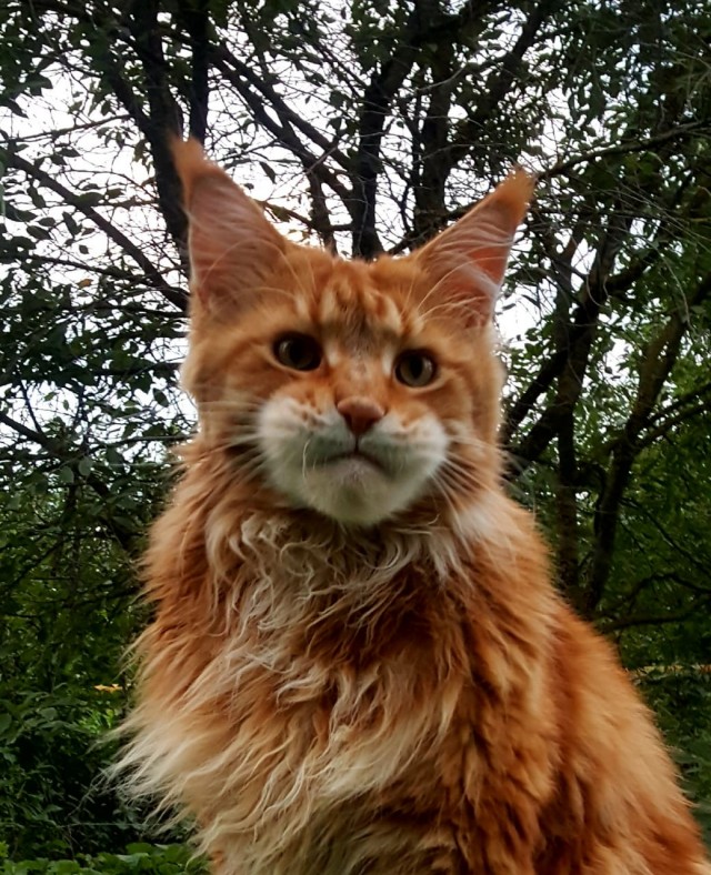Самый грустный кот в мире