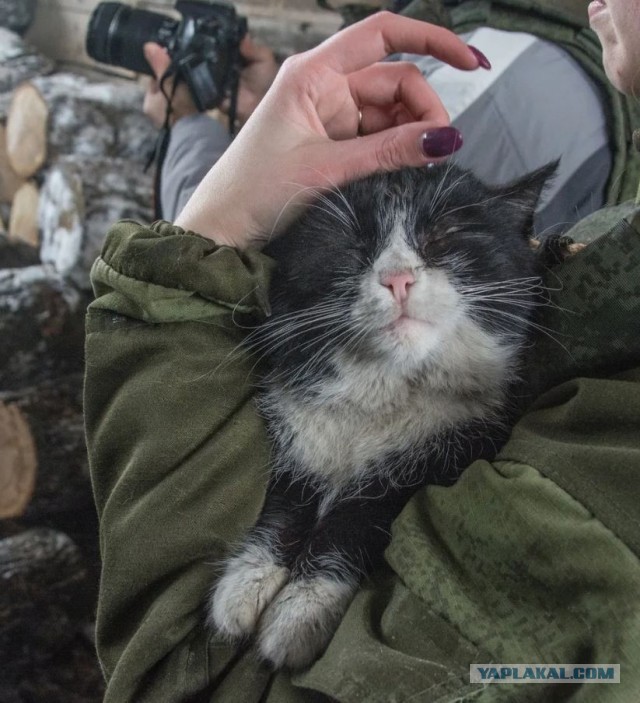 Тактический кот.