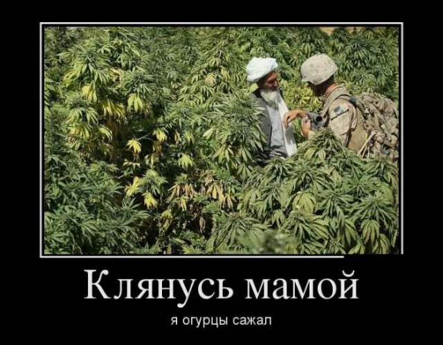 Муж и жена - одна шаурма