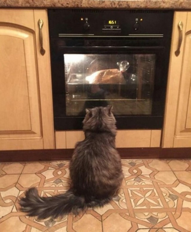Ничего необычного, просто кот-наседка