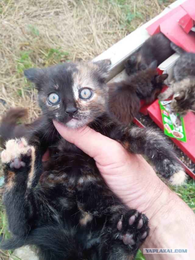Коты пролетарии