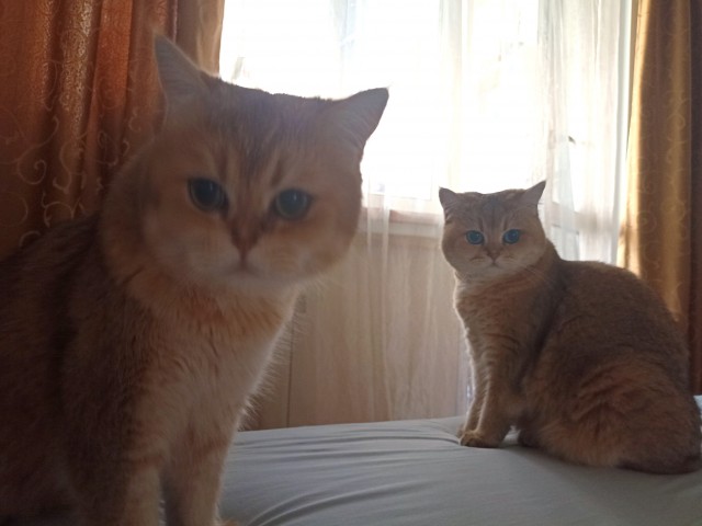 Не только котовторник, а еще и Всемирный день кошек!