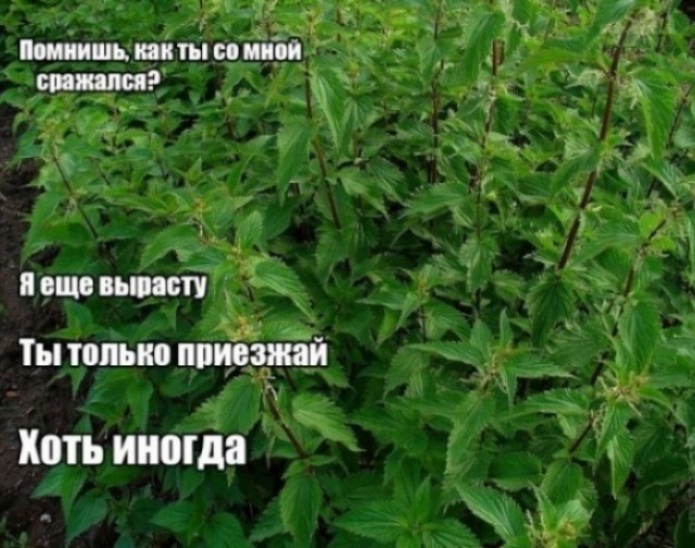 Мечта каждого мужика