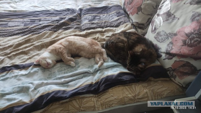 Душегуб котовий