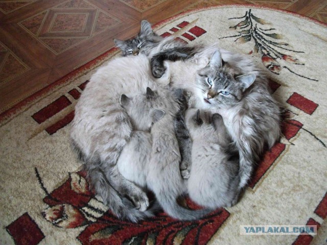 Котовторник 30.04.2013