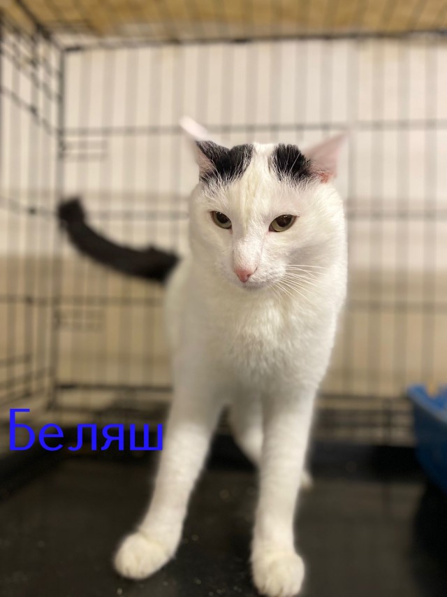 Жизнь домашнего приюта "Котоленд" 419