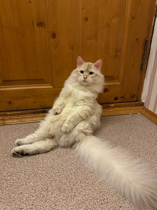 С котовторником ЯПовцы