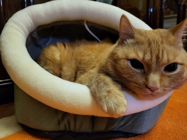 Девочка, которая не бросит