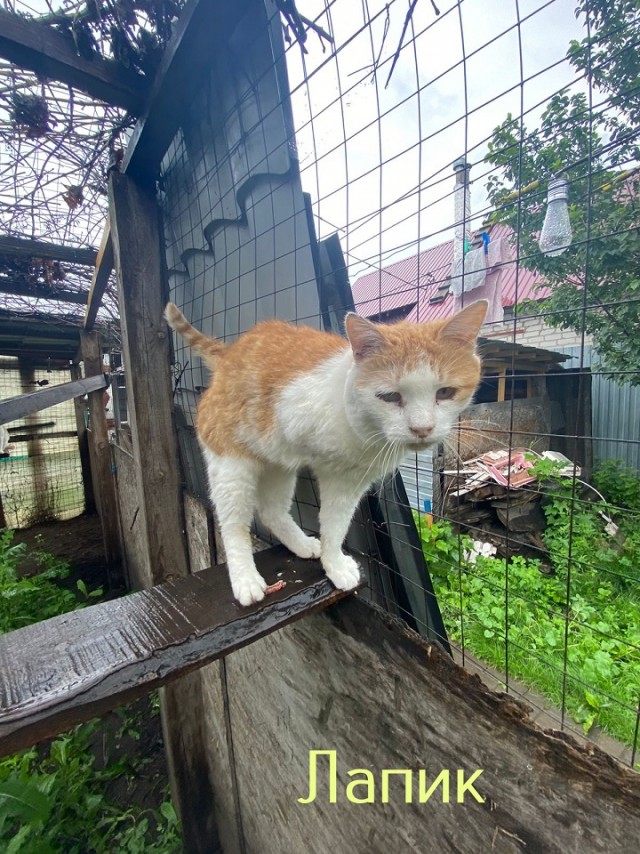 Жизнь домашнего приюта "Котоленд" 445
