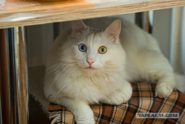 Котовторник 21.05.2013