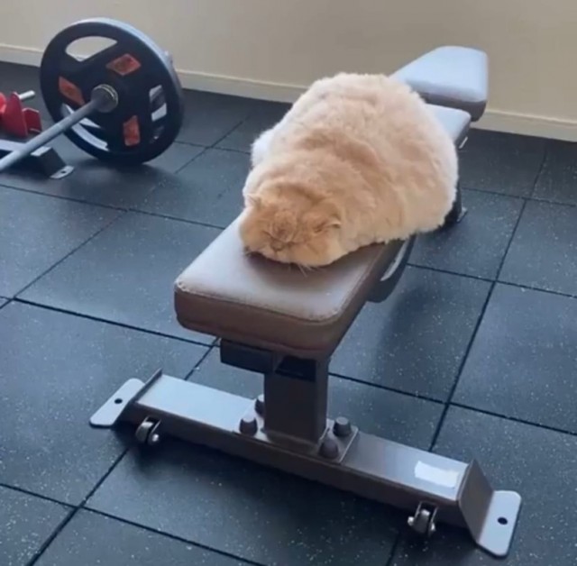 Про бесячие ситуации в качалке