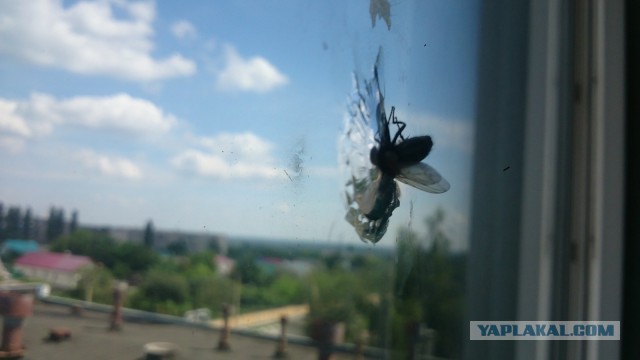 Вопрос клубу знатоков