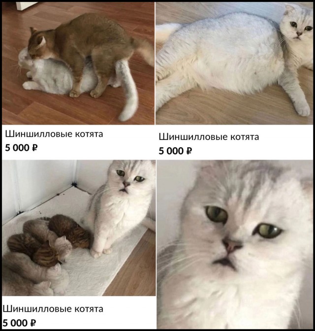 Губернатор Шумков: для роста рождаемости необходимо покопаться в головах россиян
