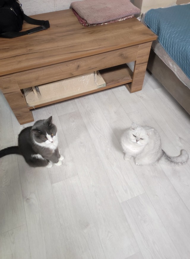 Котовторник 31.12.2024. Последний котовторник года