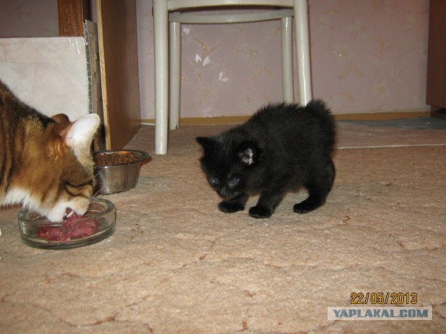 Нужны имена котятам