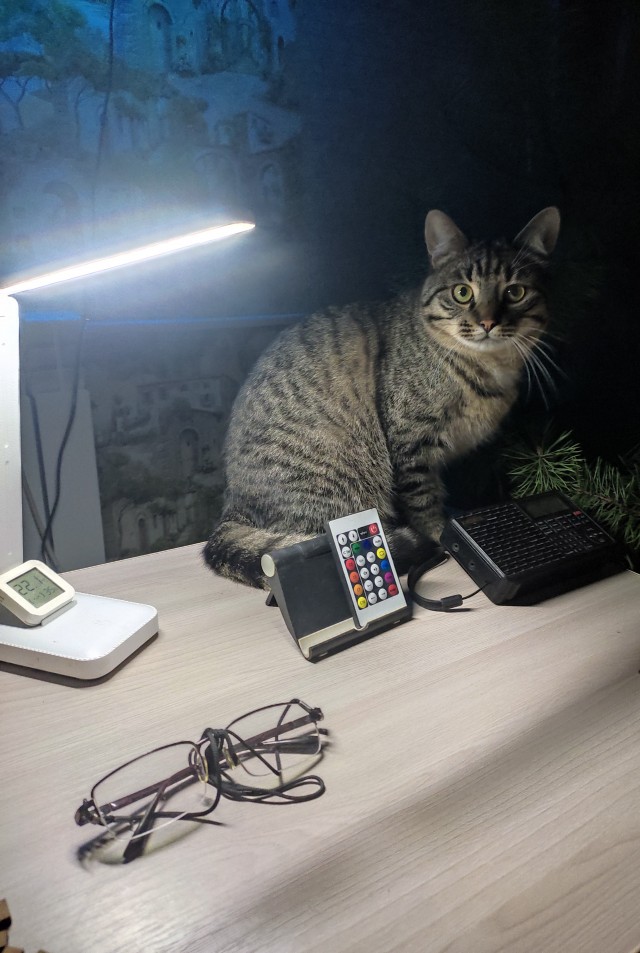 1 марта - день котов и кошек