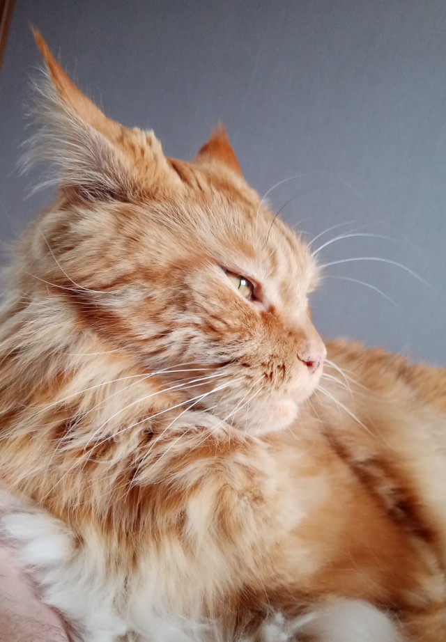 Совпало с котовторником.