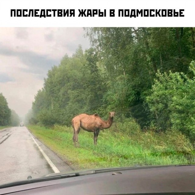 Картинок разных смешных и не очень
