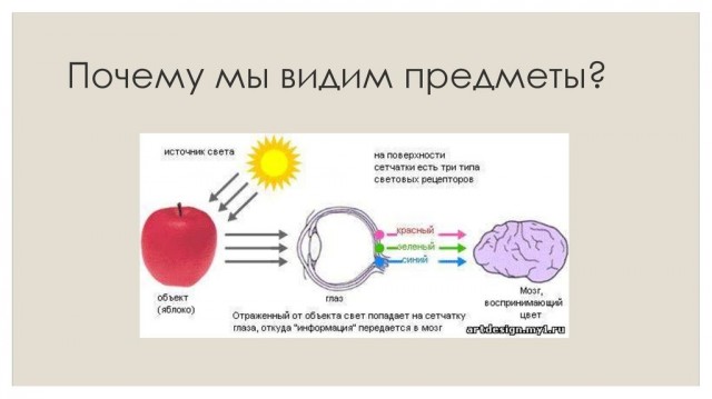 Золотистый жук-черепашка