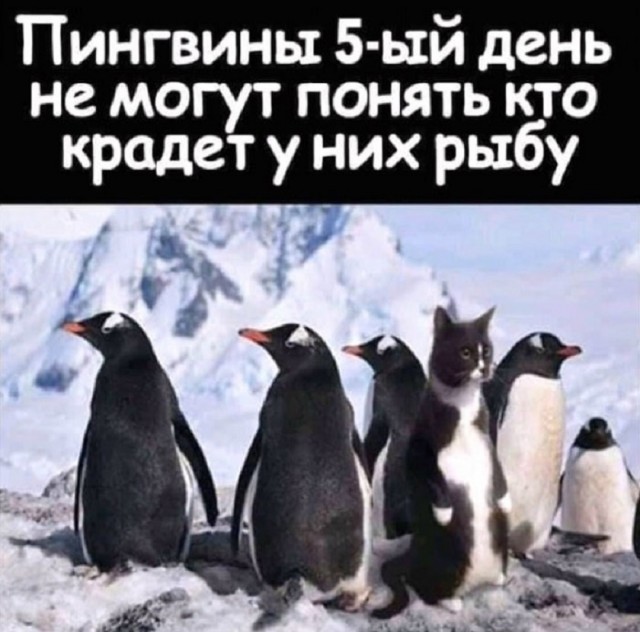 Так себе картинки 25.01.26