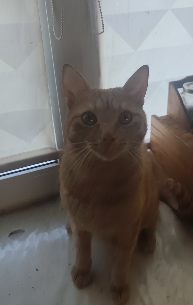 Принимайте в свои ряды которабы