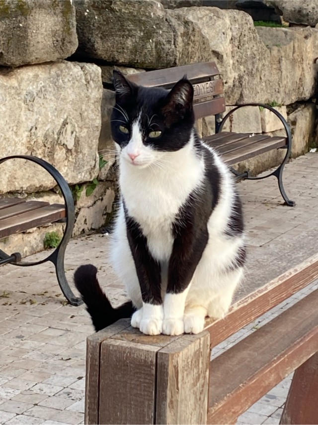Просто одно котэ