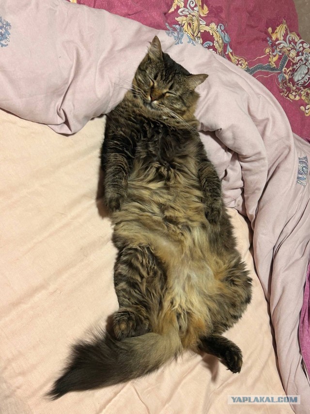 С котовторником!