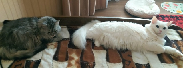 Котомошенники отнимают квадратные сантиметры у наших граждан!