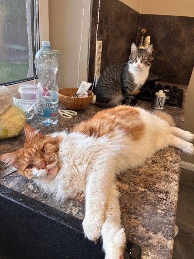 Котовторник Тимоноподобный