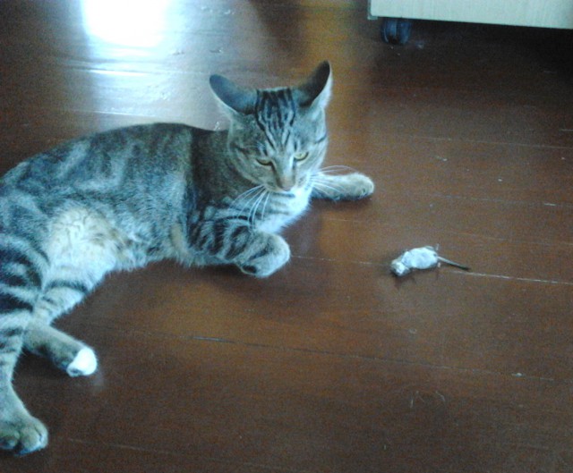 Младенец и котэ