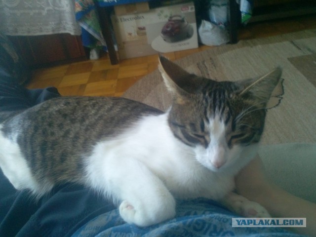 Котовторник  25.03.2014