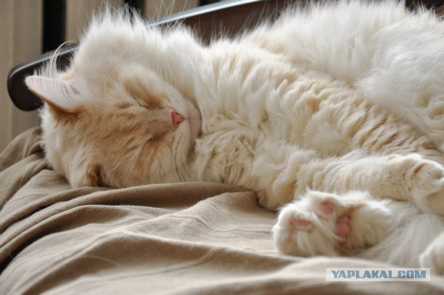 Котовторник 01.07.2014