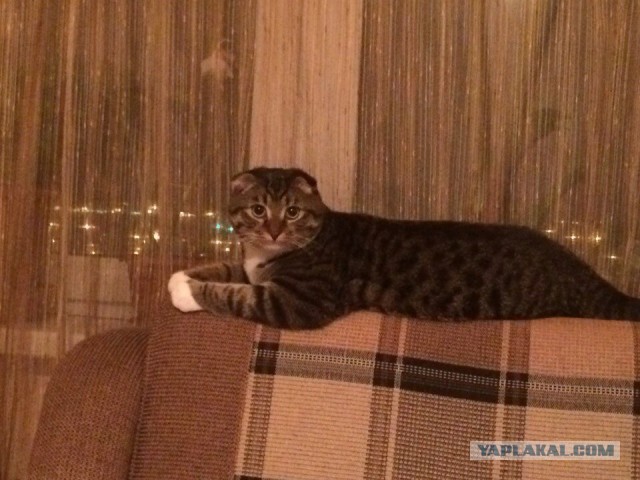 Как завести себе друга?