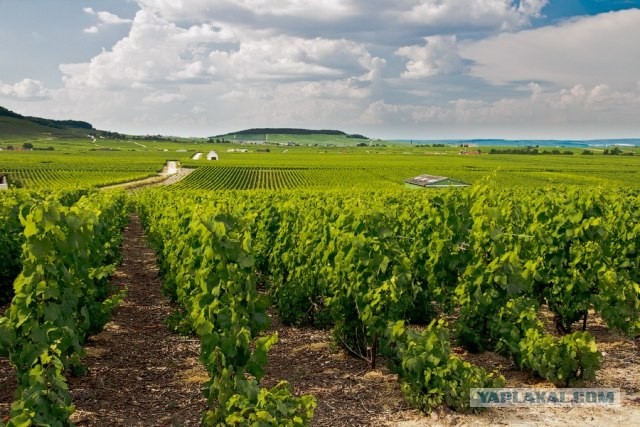 Шампанское. От винограда до пены