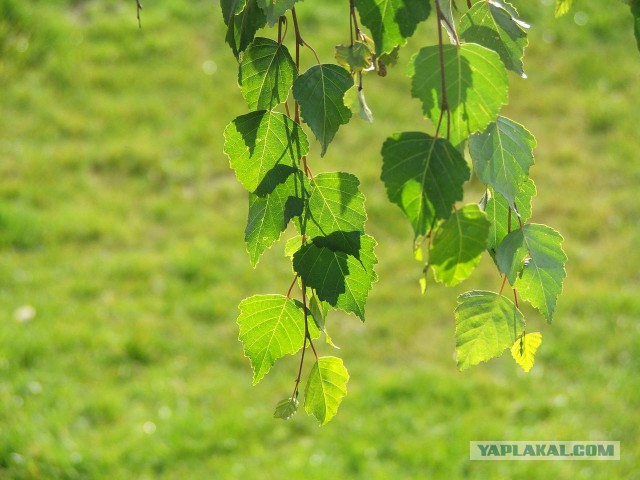 Плюсомет со шпалометом