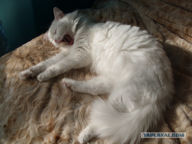 Котовторник 09.09.2014