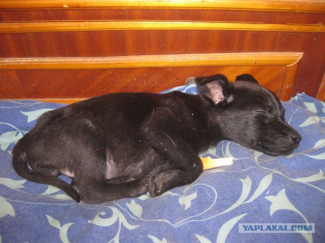 Комок счастья. Спасибо тебе, что вылечила меня..