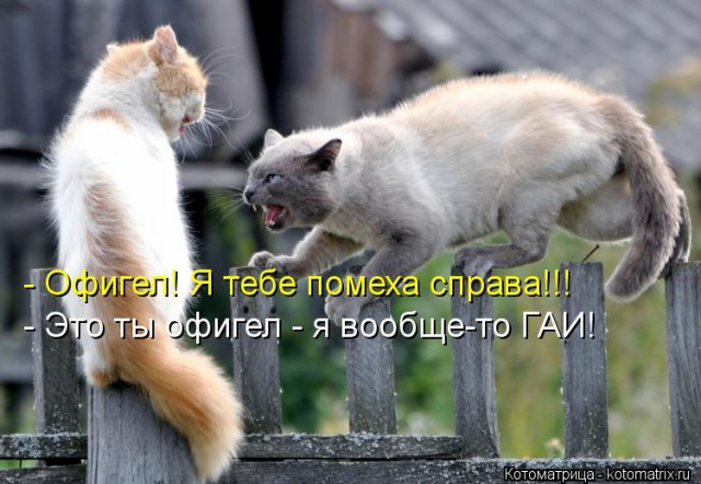 Котовторник 28.10.2014