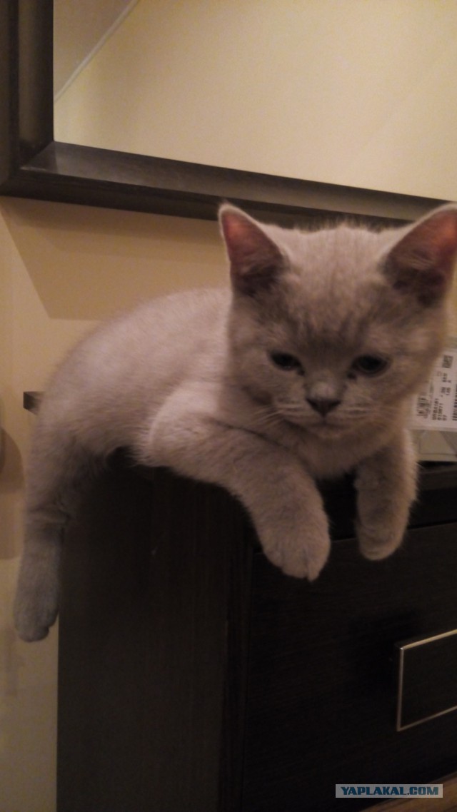Котовторник 23.12.2014
