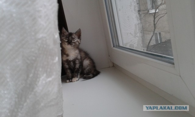 Котовторник 5.05.2015.