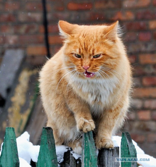 Котовторник 09.06.2015