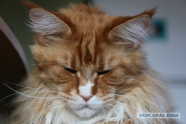 Котовторник 14.07.2015